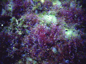 http://oloommagazine.com/images/Articles/2007/2-3/79.gif
