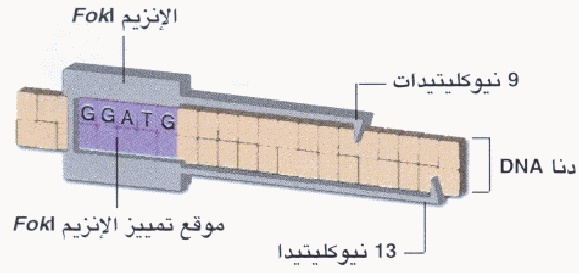 http://oloommagazine.com/Images/Articles/2007/4/0011.gif-3.gif