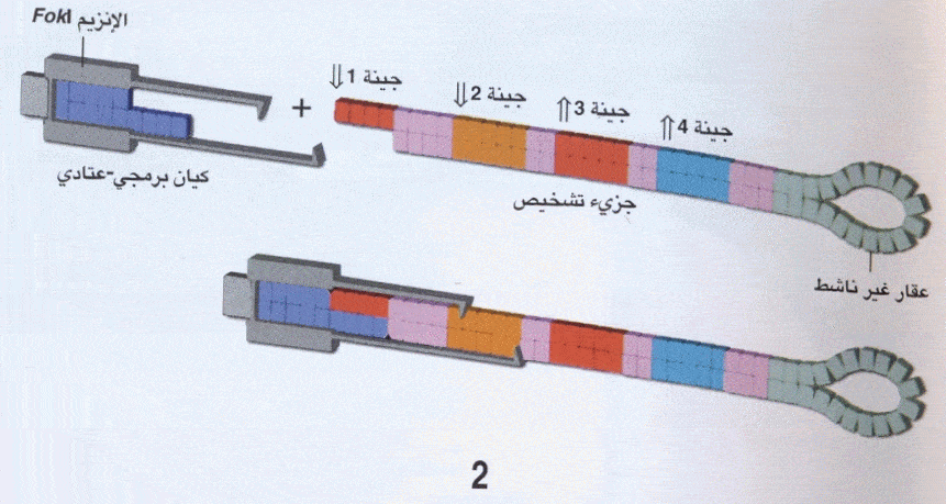 http://oloommagazine.com/Images/Articles/2007/4/0012.gif-3.gif