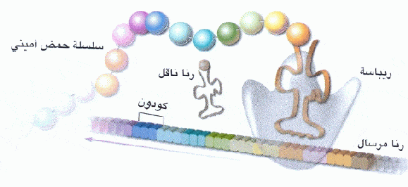 http://oloommagazine.com/Images/Articles/2007/4/0009.gif-2.gif