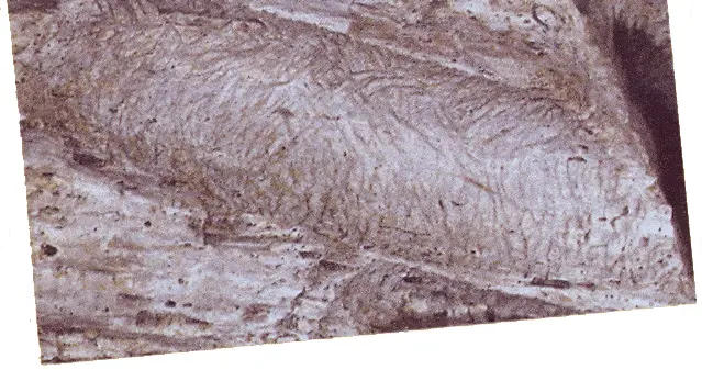 http://oloommagazine.com/images/Articles/2007/5-6/114.gif