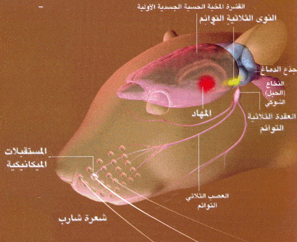 http://oloommagazine.com/images/Articles/2007/7-8/scan0004%5b1%5d.gif