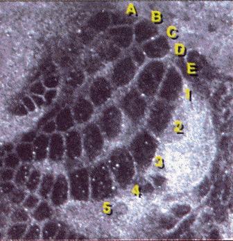 http://oloommagazine.com/images/Articles/2007/7-8/scan0004%5b2%5d.gif