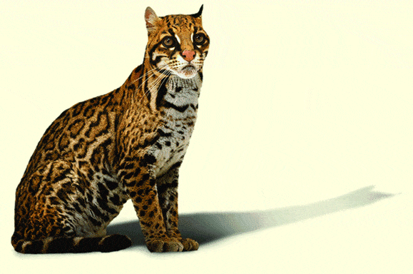 http://oloommagazine.com/images/Articles/2008/1-2/119.gif