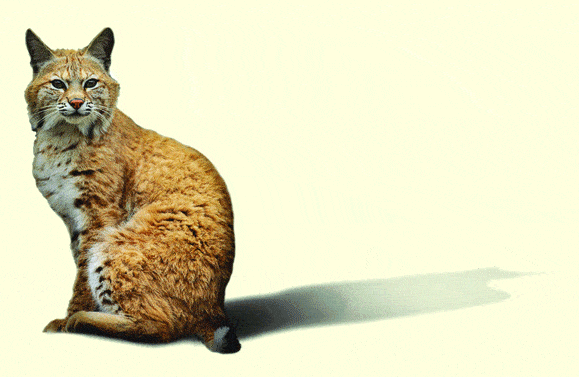 http://oloommagazine.com/images/Articles/2008/1-2/118.gif