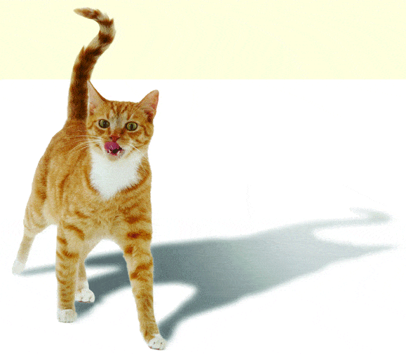 http://oloommagazine.com/images/Articles/2008/1-2/115.gif