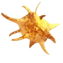http://oloommagazine.com/images/Articles/2008/12/00010-0.jpg