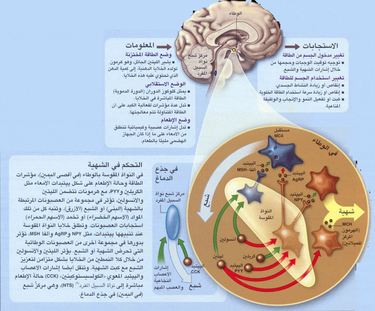 http://oloommagazine.com/images/Articles/2008/5/0009%5b1%5d.gif