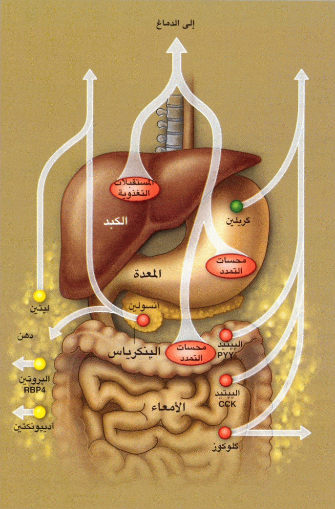 http://oloommagazine.com/images/Articles/2008/5/0010%5b1%5d.gif