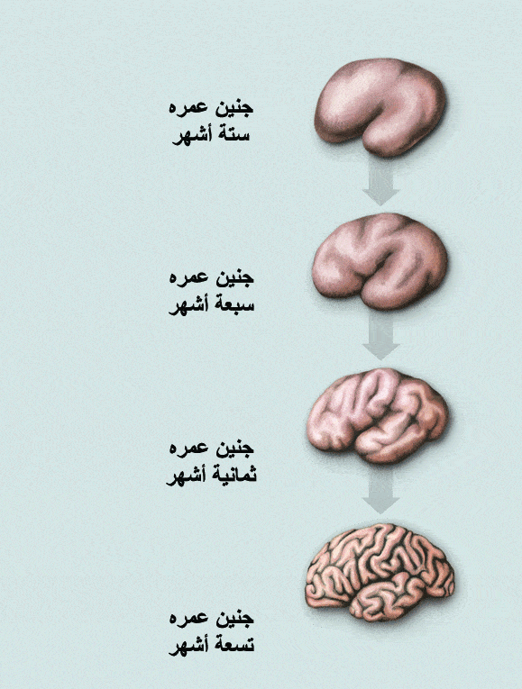 http://oloommagazine.com/Images/Articles/2009/11-12/34-3.gif