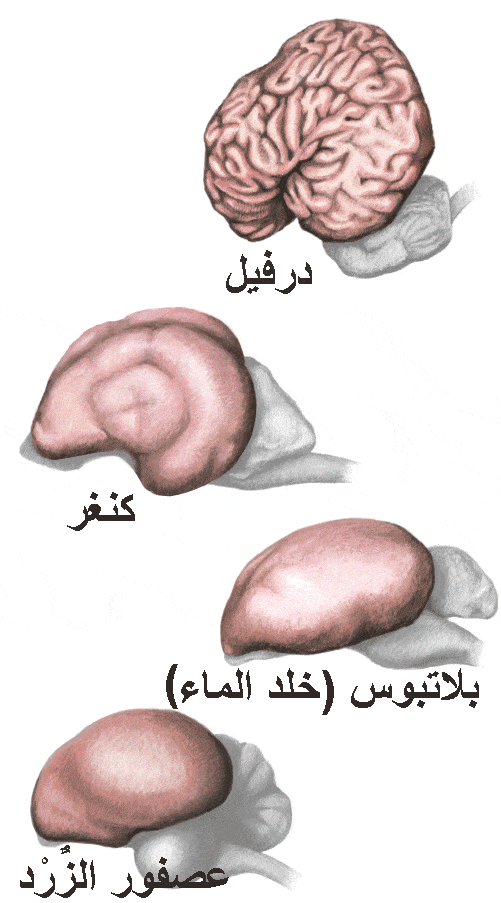 http://oloommagazine.com/Images/Articles/2009/11-12/sa0209Hilg07.gif