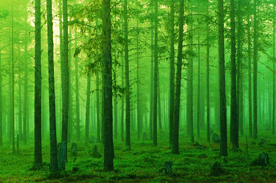 http://oloommagazine.com/Images/Articles/2009/11-12/SA0709Dale9c.gif