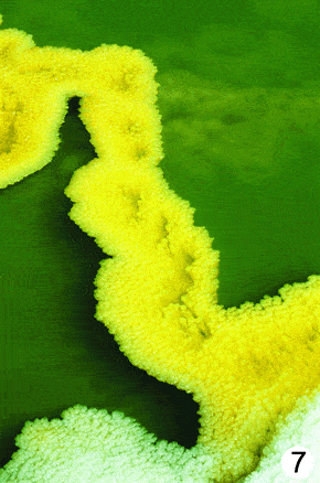 http://oloommagazine.com/images/Articles/2009/3&4/89.gif