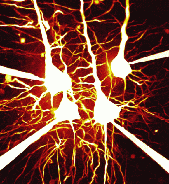 http://oloommagazine.com/images/Articles/2009/8&7/036.gif