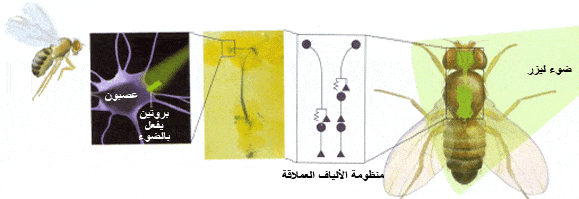 http://oloommagazine.com/Images/Articles/2009/8&7/039%20copy.gif
