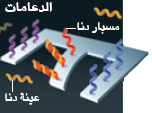 http://oloommagazine.com/Images/Articles/2010/7-8/2010_07_08_022_b.png