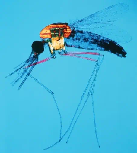 http://oloommagazine.com/Images/Articles/2011/3-4/2011_03_04_029_b.jpg