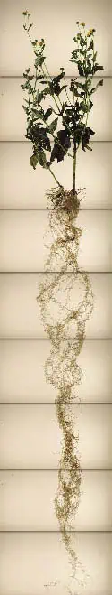 http://oloommagazine.com/Images/Articles/2012/03-04/2012_01_02_12.jpg