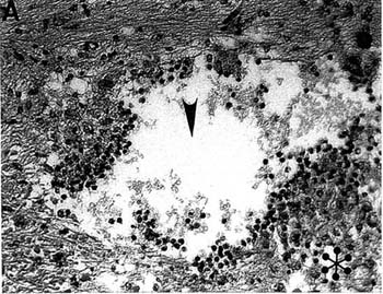 http://oloommagazine.com/images/Articles/21/SCI2005b21N10-11_H02_001037.jpg