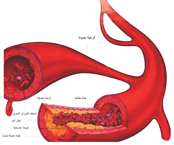 http://oloommagazine.com/images/Articles/21/SCI2005b21N5-6_H01_004018.jpg
