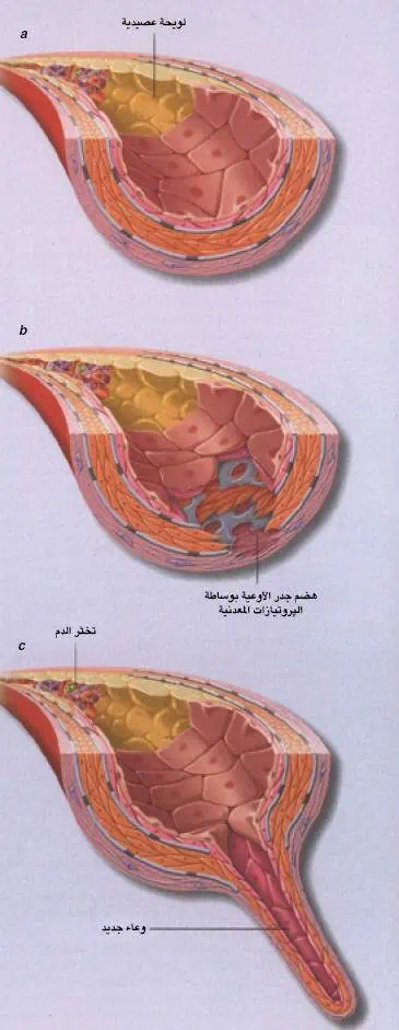 http://oloommagazine.com/images/Articles/21/SCI2005b21N5-6_H01_004020.jpg