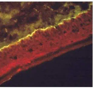 http://oloommagazine.com/images/Articles/21/SCI2005b21N5-6_H03_004027.jpg