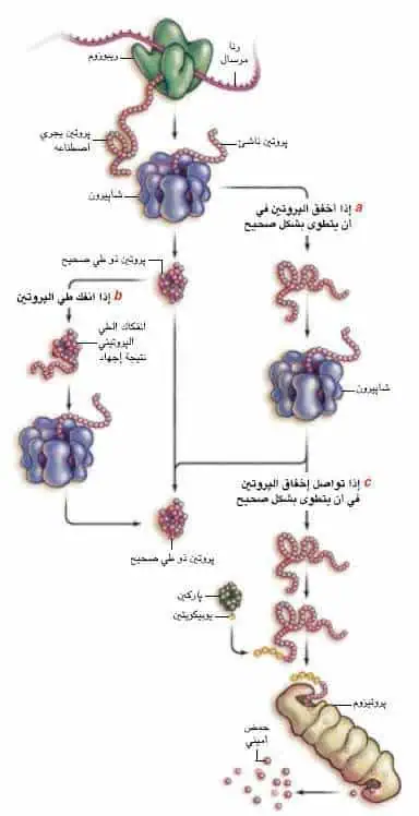 http://oloommagazine.com/images/Articles/21/SCI2005b21N9_H04_004231.jpg