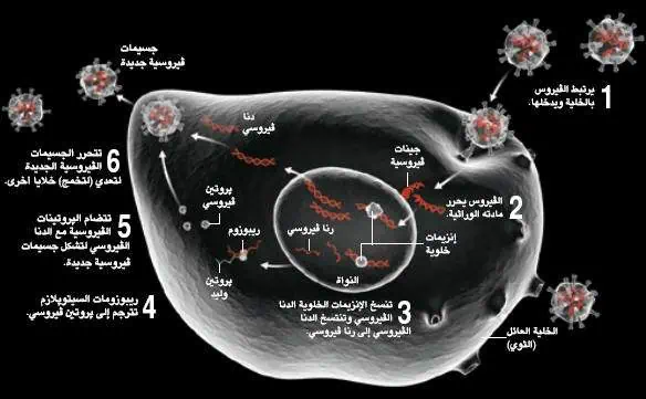 http://oloommagazine.com/images/Articles/21/SCI2005b21N7-8_H04_00142.gif