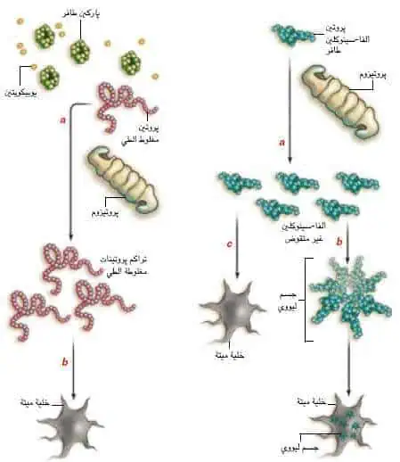 http://oloommagazine.com/images/Articles/21/SCI2005b21N9_H04_004232.jpg