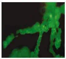 http://oloommagazine.com/images/Articles/21/SCI2005b21N9_H01_004209.jpg