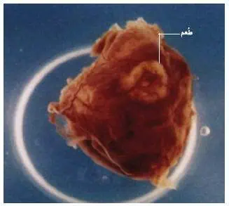 http://oloommagazine.com/images/Articles/21/SCI2005b21N9_H01_004210.jpg