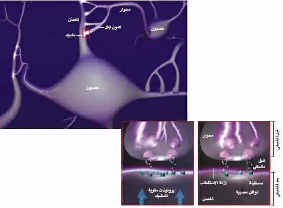 http://oloommagazine.com/images/Articles/21/SCI2005b21N3-4_H03_003940.jpg
