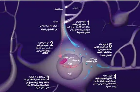 http://oloommagazine.com/images/Articles/21/SCI2005b21N3-4_H03_003941.jpg