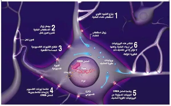 http://oloommagazine.com/images/Articles/21/SCI2005b21N3-4_H03_003943.jpg