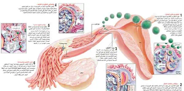 http://oloommagazine.com/images/Articles/21/SCI2005b21N7-8_H05_004144.jpg