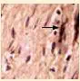 http://oloommagazine.com/images/Articles/21/SCI2005b21N7-8_H05_004145.jpg