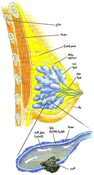 http://oloommagazine.com/images/Articles/SCI1996m-12-N-3_P73111_10_1.jpg