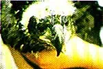 http://oloommagazine.com/images/Articles/SCI1996m-12-N-3_P73111_16.jpg