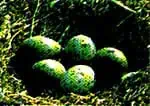 http://oloommagazine.com/images/Articles/SCI1996m-12-N-3_P73111_15.jpg