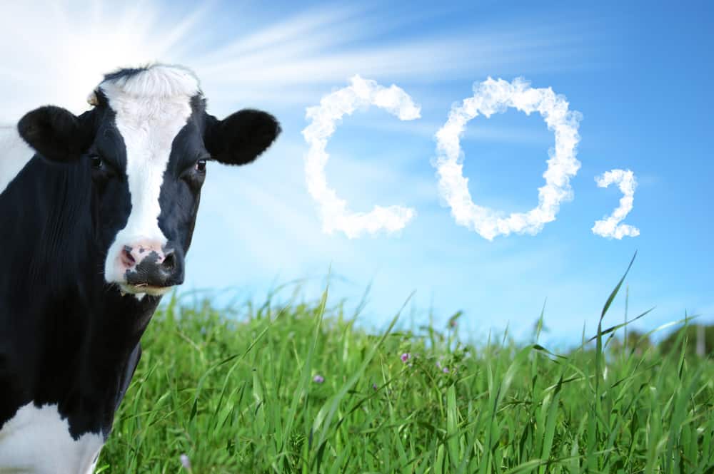 الغلاف الحيوي - صورة لبقرة في الحقل و كلمة CO2 مكتوبة بالسماء