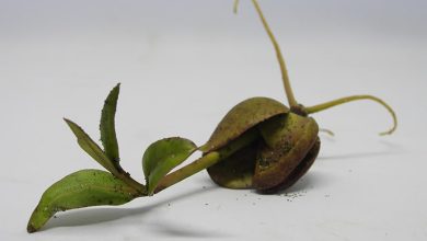 نبات القرم