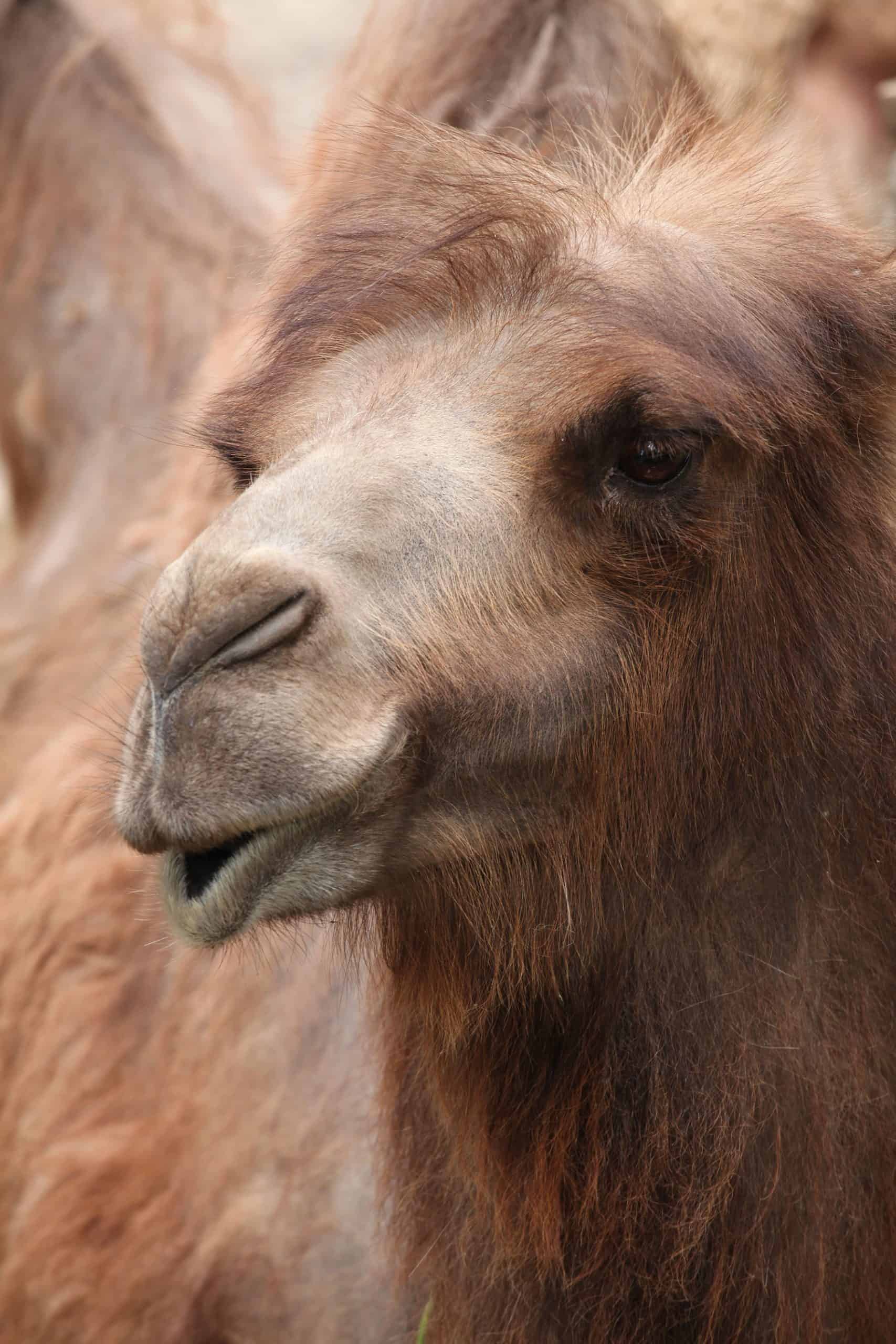 تشريح الجمل