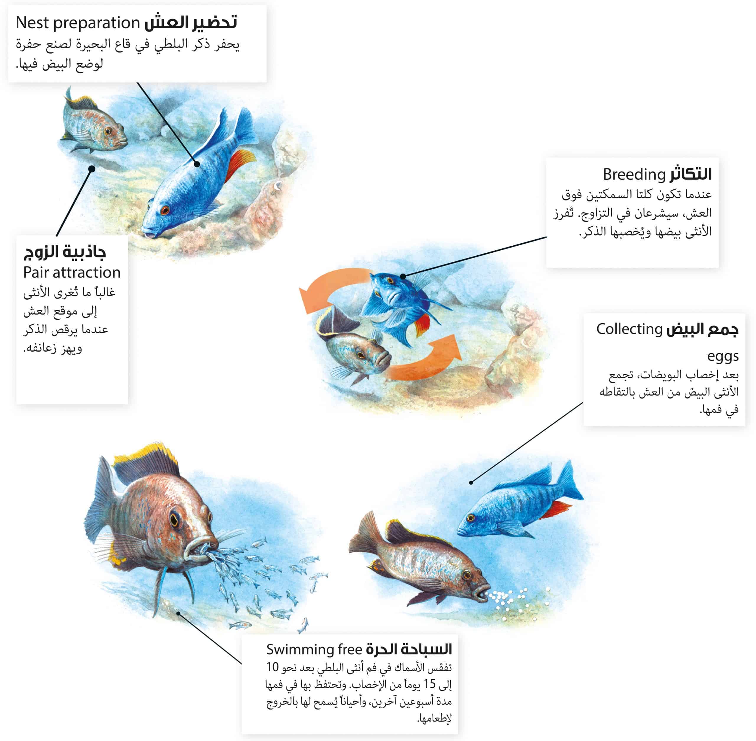 صغار الحيوانات