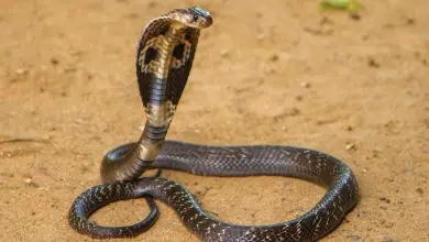 الكوبرا الملك