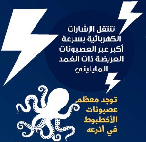 الجهاز العصبي