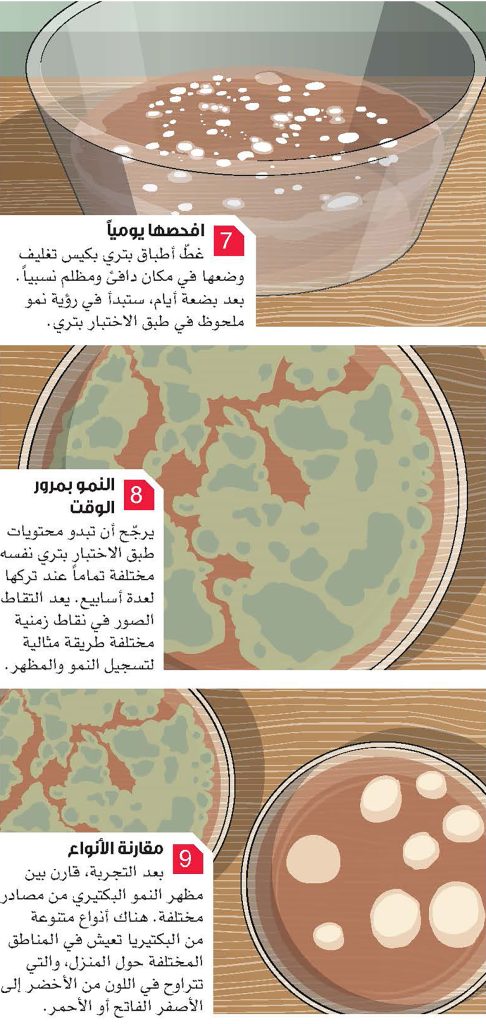 ازرع البكتيريا