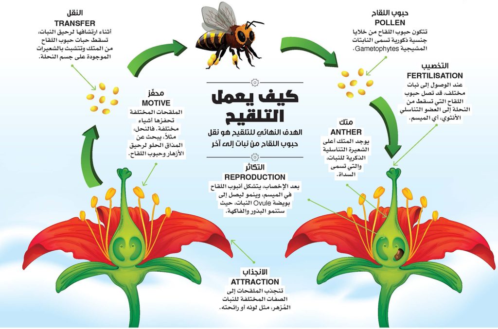 الملقحات