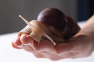بطانيات الأقدام