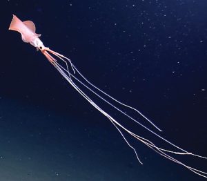 مخلوقات الأعماق