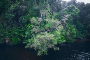 أقدم النباتات